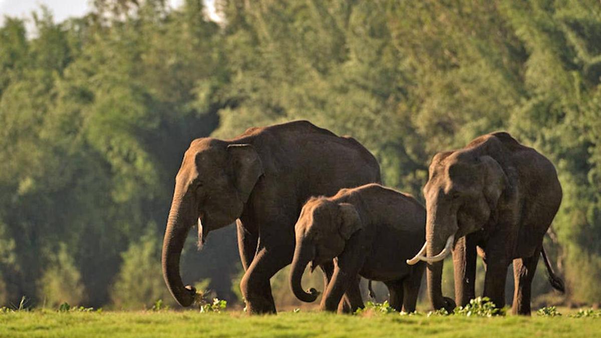 Tamil Nadu notifies three new elephant corridors