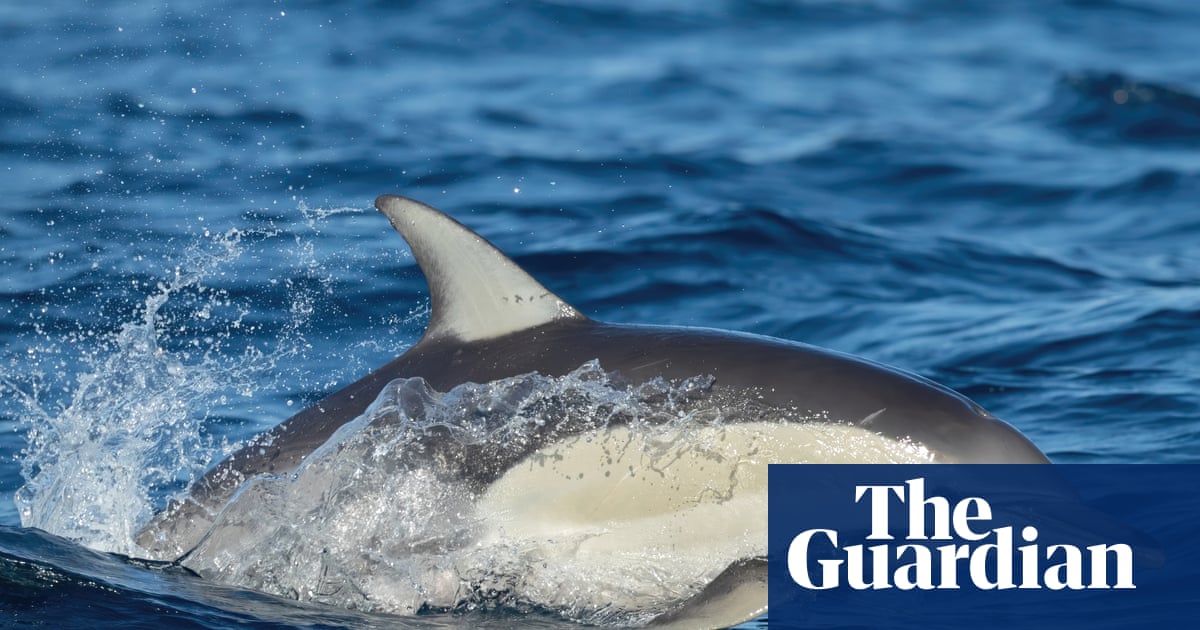 Dolphin dies from H5 bird flu in SA as researchers withdrawn from sub-Antarctic island over ‘psychosocial risk’