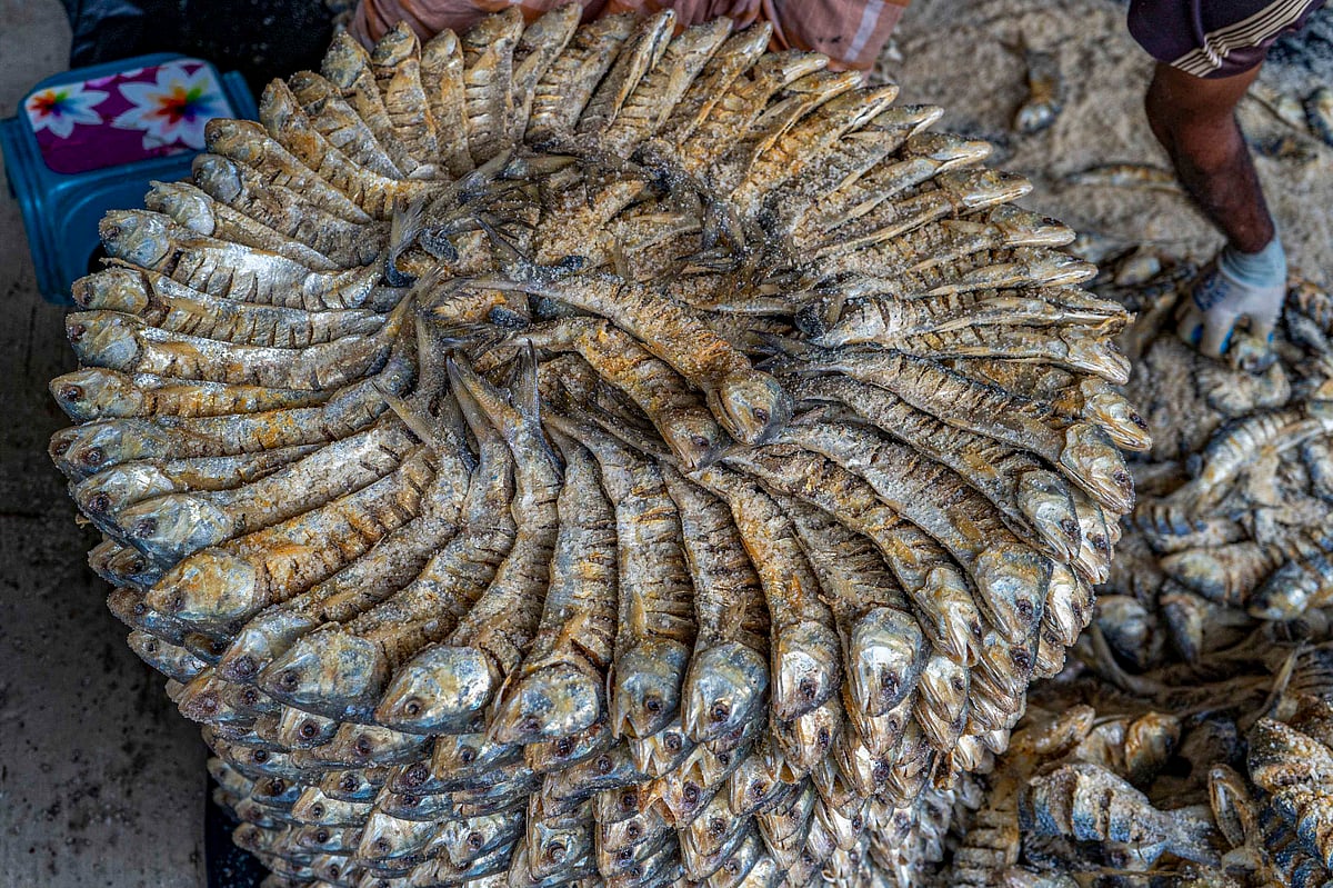 Salted Hilsa from the sea