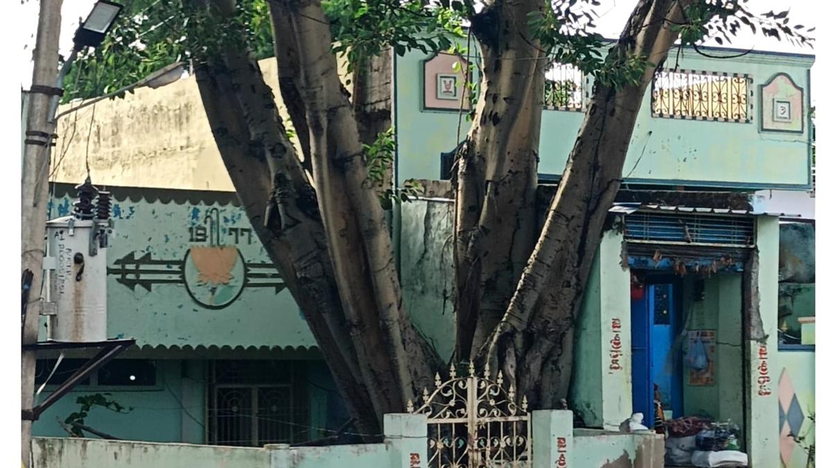 Villagers in Telangana wage a war to protect 75-year-old Peepal tree