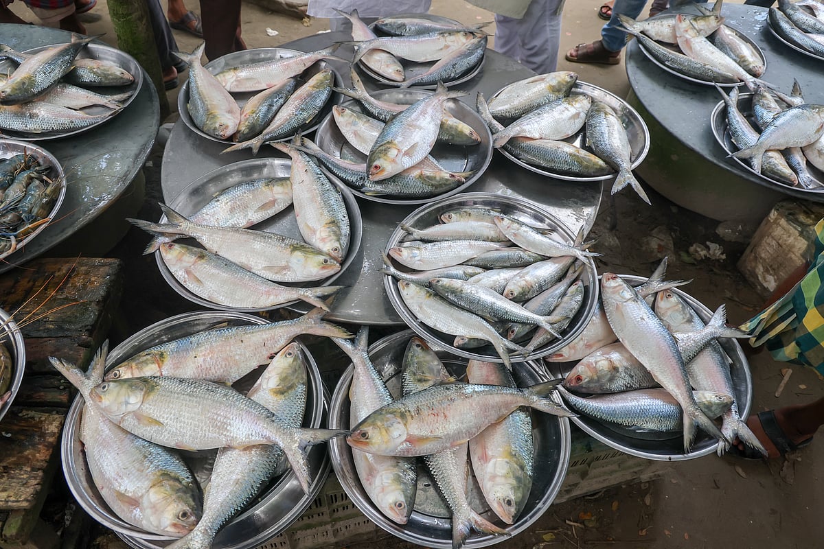 Fresh Padma hilsa and other fish at a bustling market