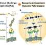 Sliding sugars offer simpler, smarter route to precision liver-targeted therapies