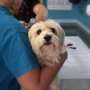 Managing chronic conditions together may be key to longer lifespan, canine study finds