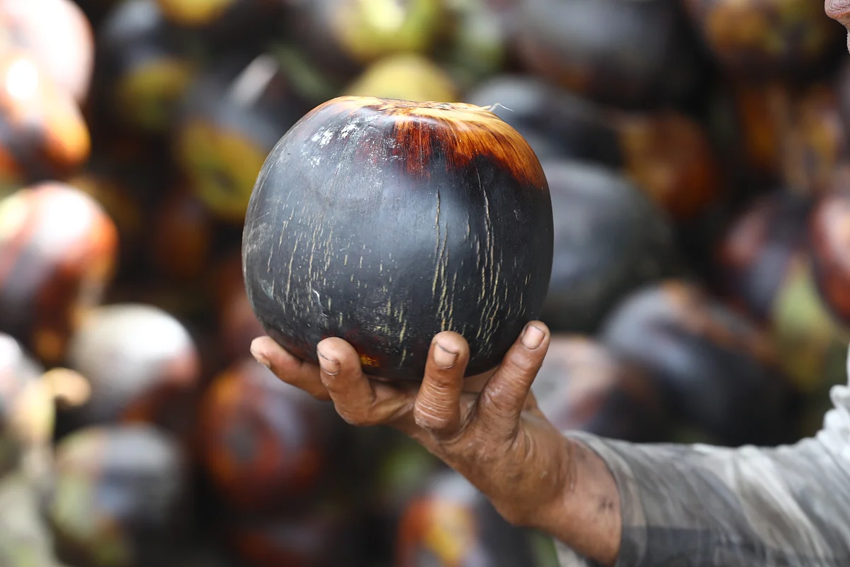 The fragrance of ripe Palm in Bhadra