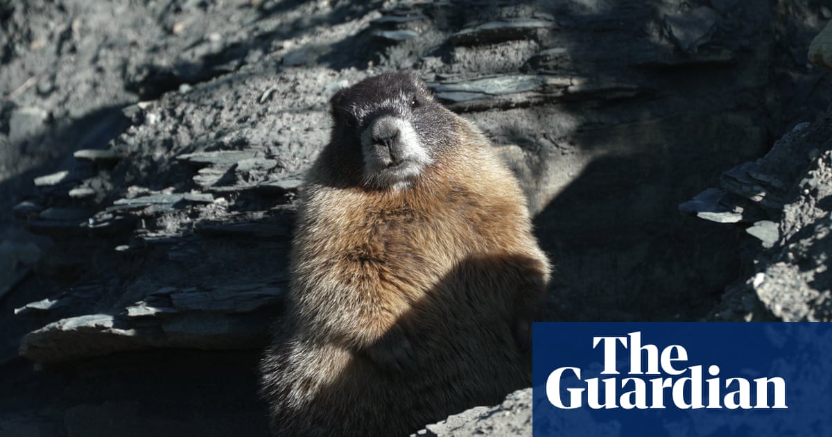 ‘Humongous’ marmot crowned winner in inaugural Fat Marmot Week contest