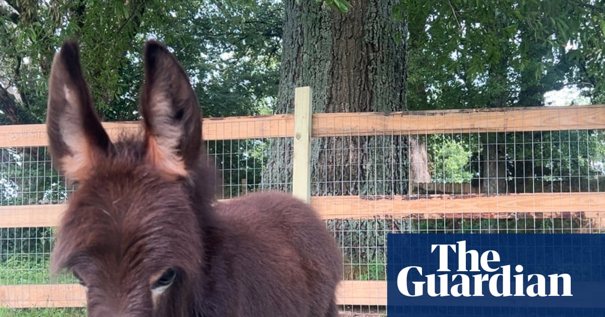 Georgia police officer put on leave after family’s pet donkey killed during search
