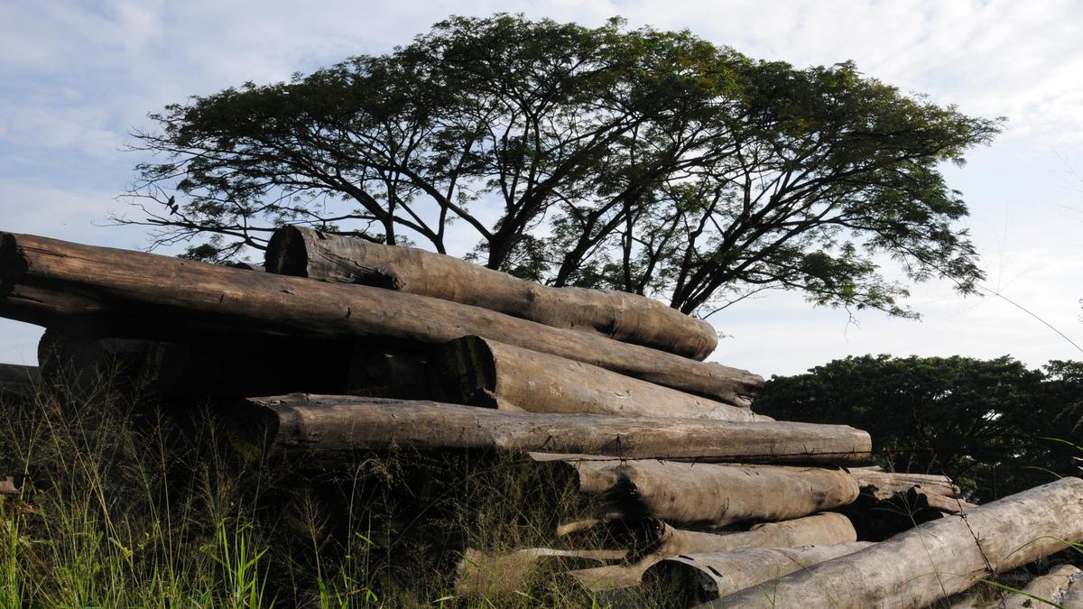 Police launch probe into smuggling of teak trees