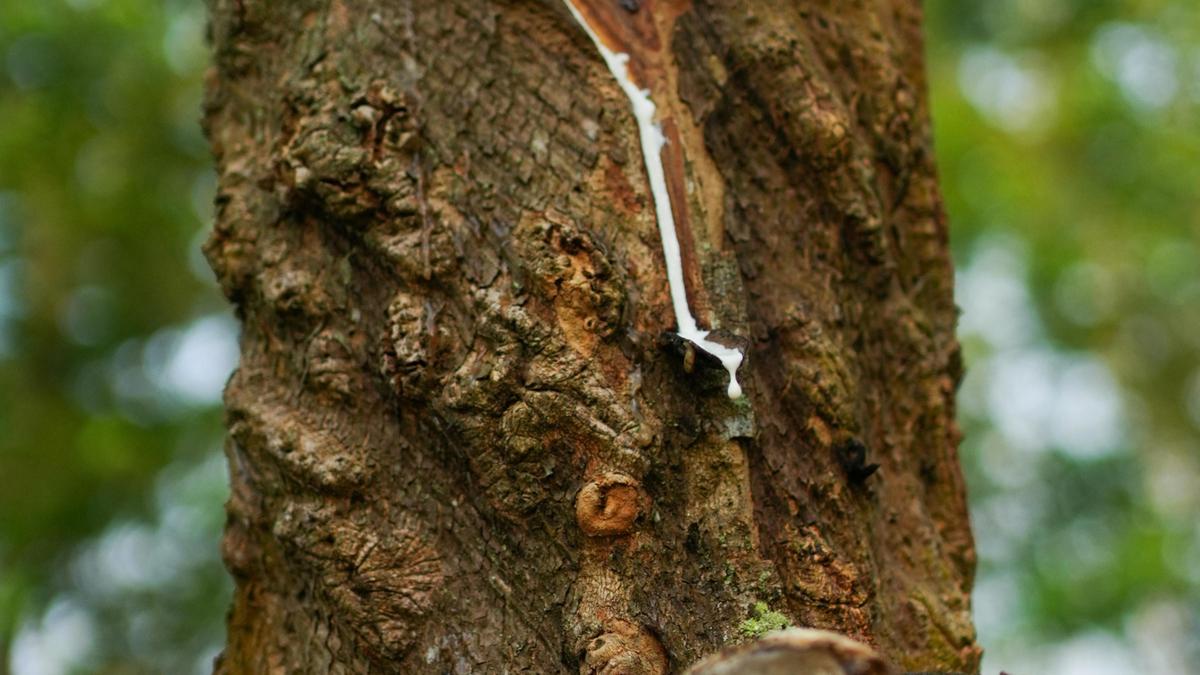 New study suggests measures for propping up Keralam’s ailing natural rubber sector