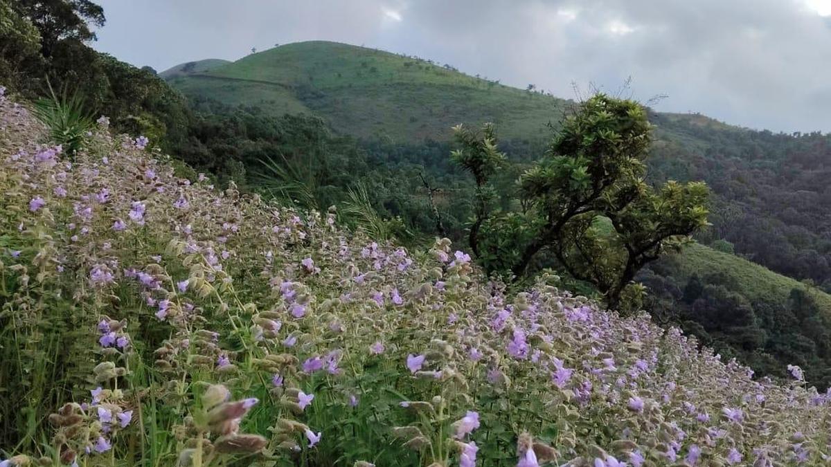 Neelakurinji-like bloom adds charm to Kudremukh Hills