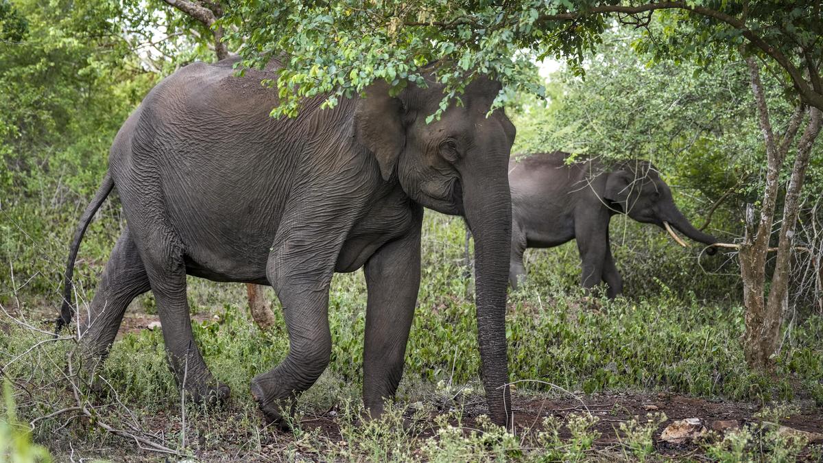 Wildlife Institute of India report lists persistent hotspots for elephant mortality and human casualties in Keralam