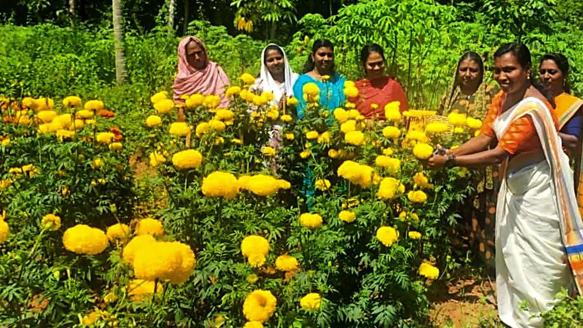 Keralam’s Kudumbashree records ₹10.07 crore turnover from Onam vegetable, flower sales