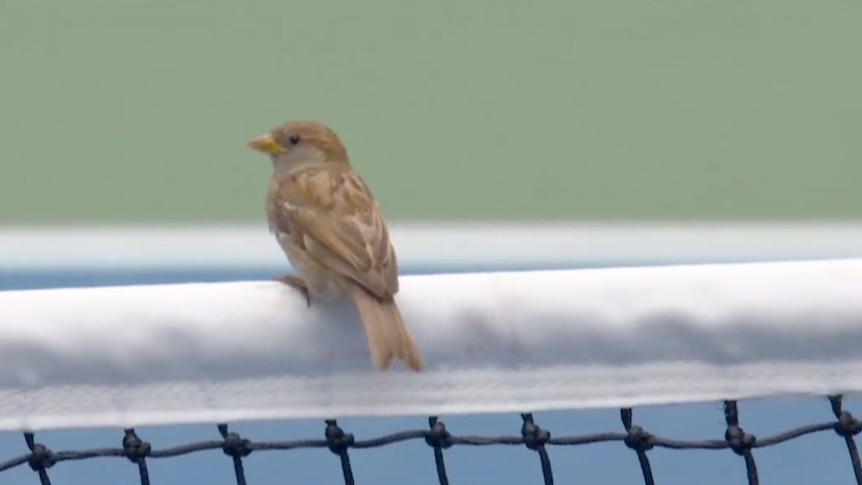 Birds cause a flutter of discontent for Medvedev at US Open