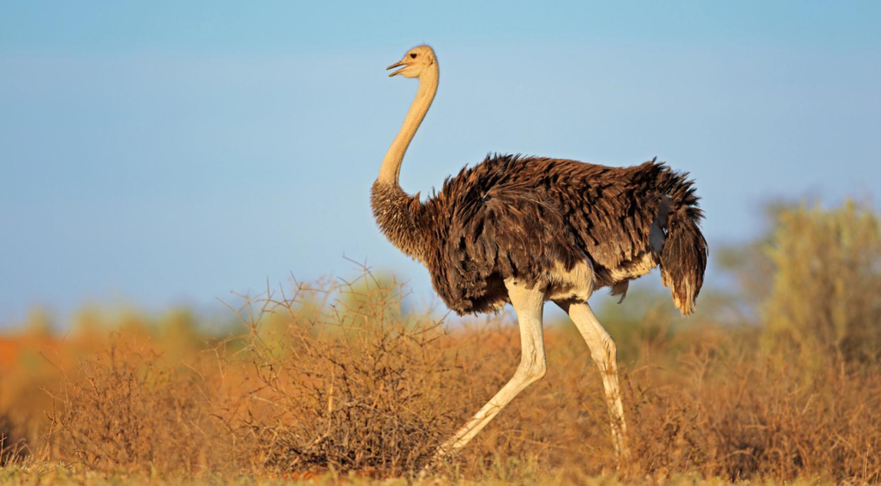 Ostrich feathers used in fashion cause animal suffering, investigation finds – NL Times