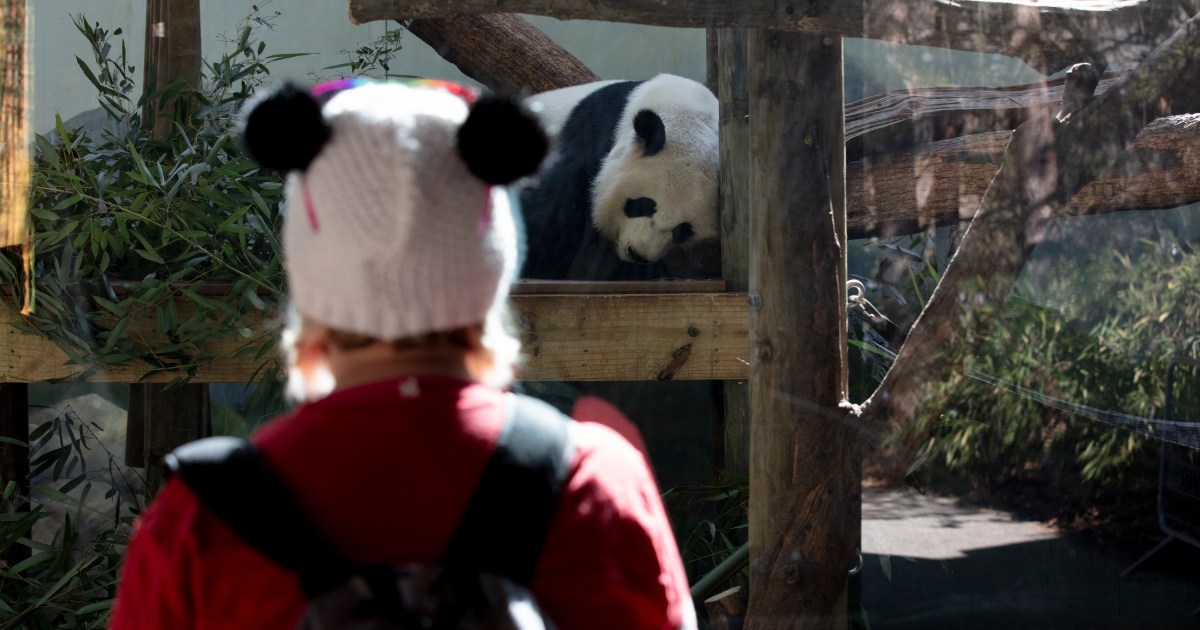 Panda-monium returning to Atlanta as China’s fuzzy ambassadors arrive – MS NOW