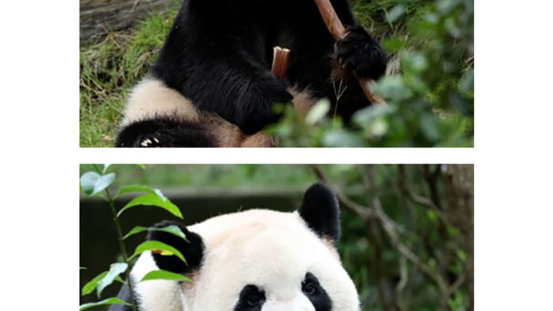 China’s long tradition of panda diplomacy with the US – CNN