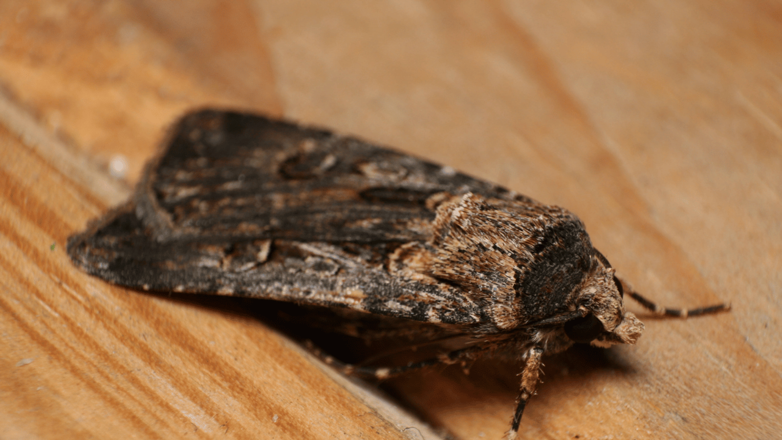 Bogong moths blown off course into Sydney and Victoria – The Daily Aus