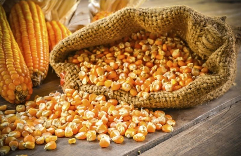 US returns to Bangladesh corn market after eight-year absence – UkrAgroConsult