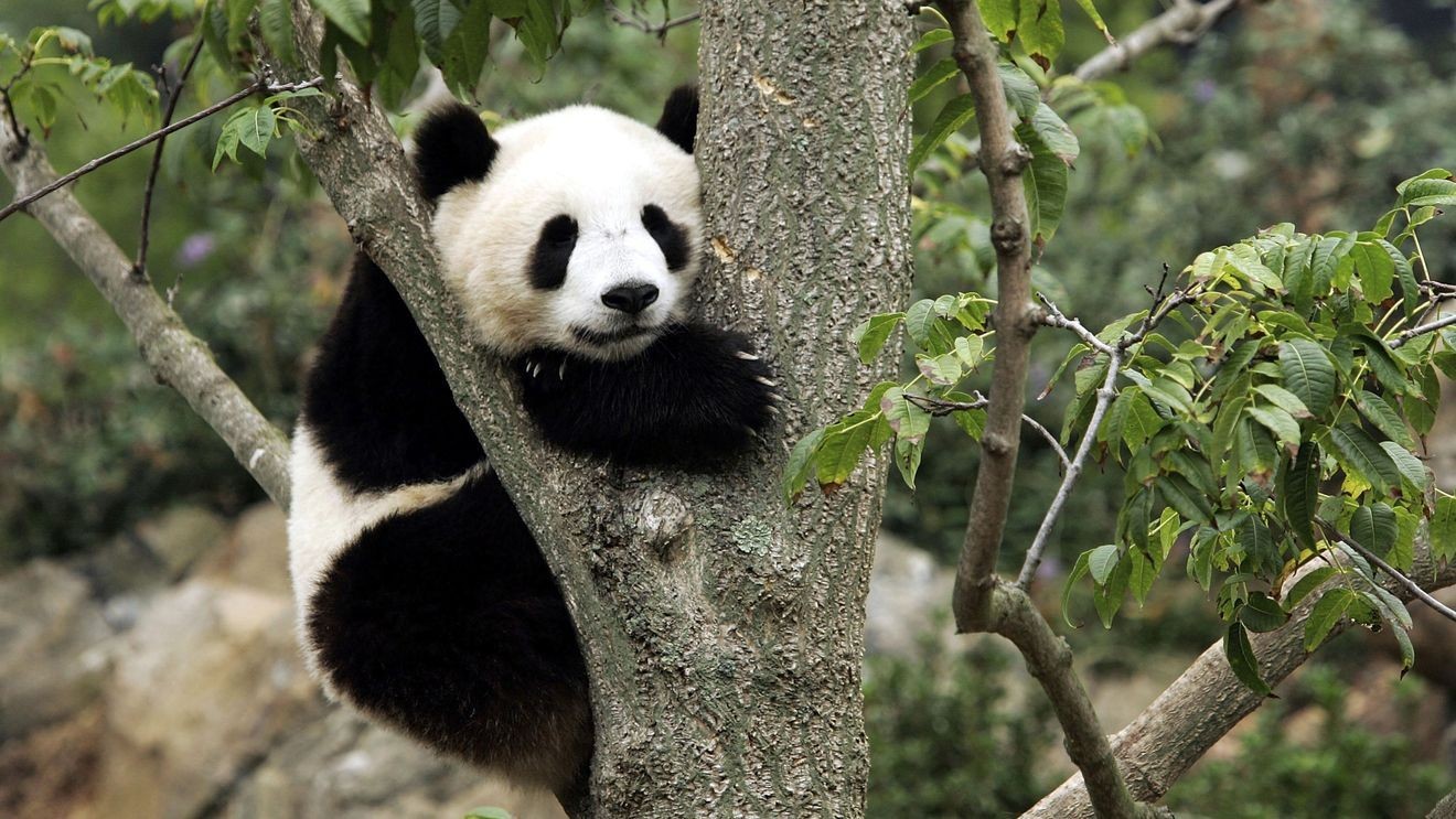 China’s panda diplomacy lands in Atlanta as zoo welcomes new pair, after state visit – WSMH