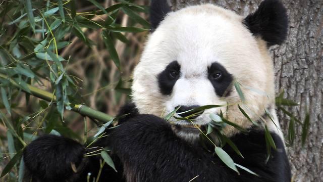 Xi sends two pandas to US after Trump summit, reviving China’s cuddliest diplomatic tool – Ynetnews