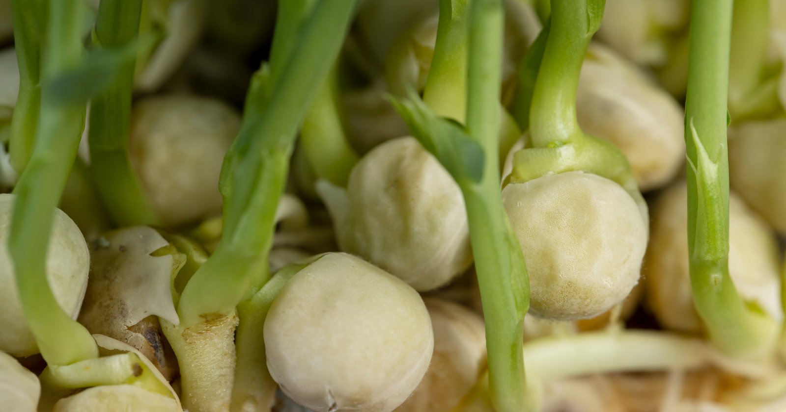 Three schoolgirls in Kinsale pulled up a pea plant covered in warts (2016)