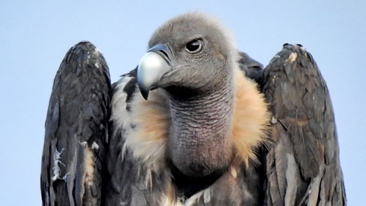 20 years single, Jatayu, lone Egyptian vulture, may finally get a mate at Delhi Zoo