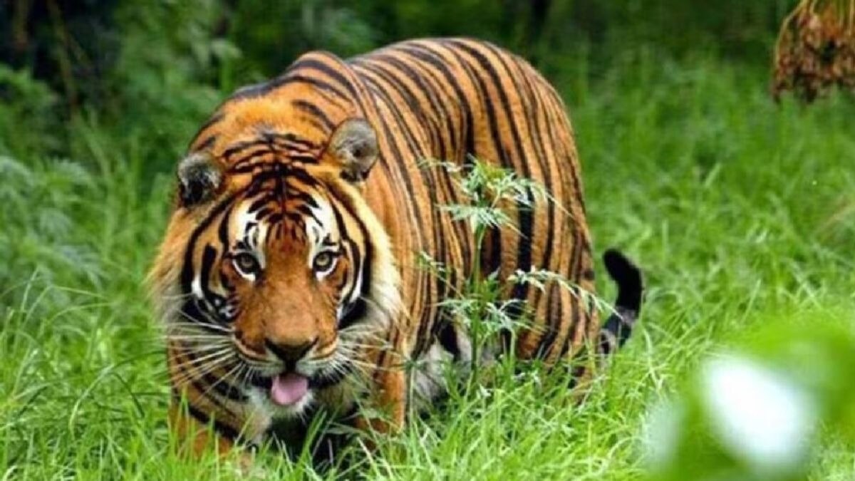 Tiger mauls Jaipur park worker to death after enclosure gate allegedly opened