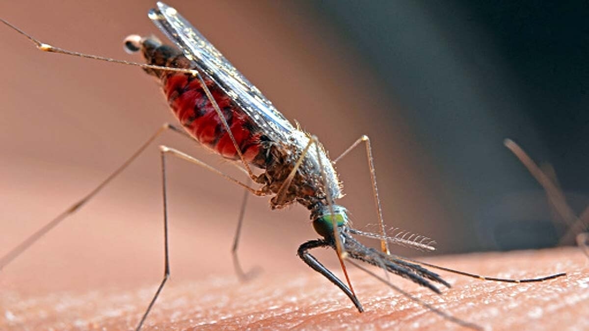 Delhi dengue cases double in August, highest monthly count of 2026 so far