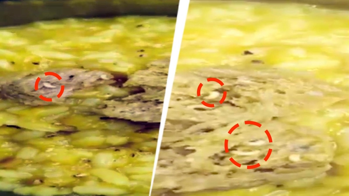 Worms found crawling in khichuri served to children at West Bengal anganwadi