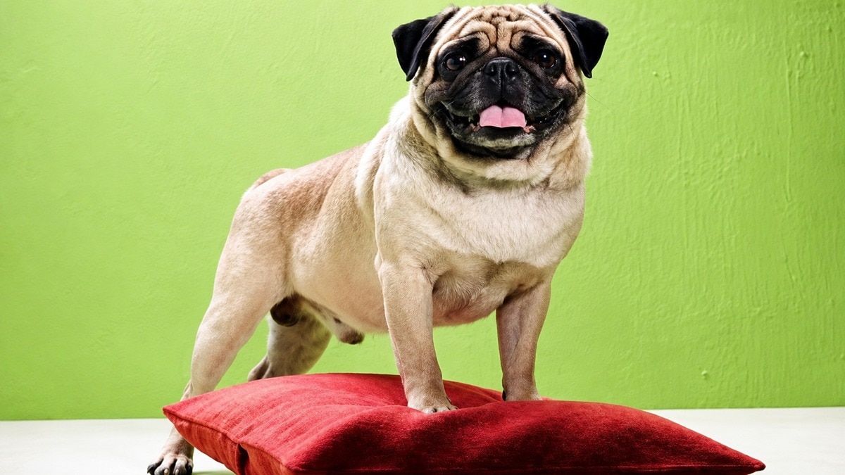 Wife cannot be expected to follow husband like pug in Vodafone ad: Madras High Court