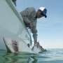 Researchers catch sharks off NY's Hamptons, attach trackers to toothy predators