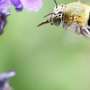 Bees see the world in more ways than previously thought