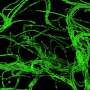 Growing bacteria line up single-file, then buckle in liquid crystals