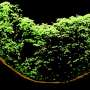 Old-growth tropical forests bear lasting legacy of ancient Maya civilization