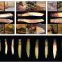Resin-mounted wallaby teeth reveal rare 1,200-year-old ornaments in Queensland