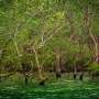 Ecological collapse in the world's largest mangrove forest is a preview of what's to come