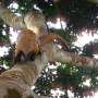 Forest floor to treetops, cameras reveal Congo Basin's hidden wildlife