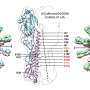 Single amino acid swap expands nanoparticle vaccine approach to influenza viruses