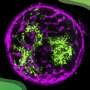 Bovine stem cells offer new approach to future cultivated steak research