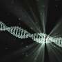 Eight-letter DNA alphabet is accurately transcribed by a natural enzyme