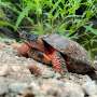 Mountains may offer climate refugia for one of North America's most imperiled turtles