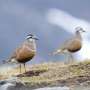 A summer odyssey: Female dotterels seek multiple mates across Northern Europe