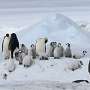 Tracking emperor penguins from space