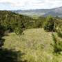 Exotic pines in the Southern Hemisphere grow faster and are more drought-resistant, study reveals