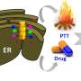 Harnessing gold nanorods and light for targeted cancer therapy