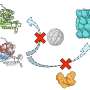Cellular maintenance crew may miss as much as half of certain misfolded proteins