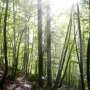 Trees use a 'muscle' to correct their posture—a newly discovered role for tension wood