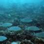 Pacific islands to face food shortages due to global warming: Scientists