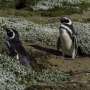 In Chile, injured penguins sport copper vests to help them heal
