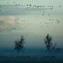 Quantum control algorithm looks to explain how birds migrate