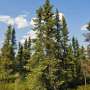Farewell black spruce? How climate change and pests are reshaping North America's forests
